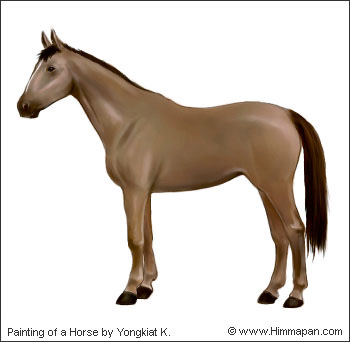 Ma or Horse